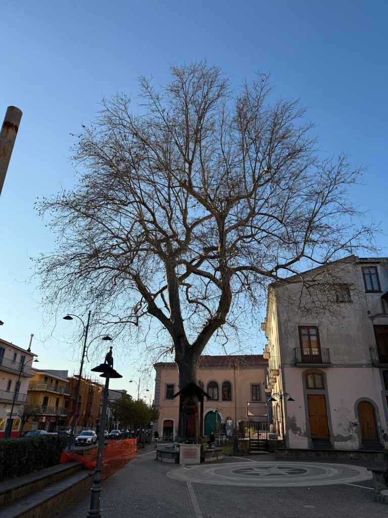 MUGNANO. Un nuovo Patriarca Verde: Il Platano di Piazza San Pio diventa Monumentale