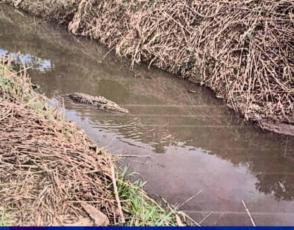 Capaccio Paestum, ricerche senza esito: probabile falso allarme sul presunto alligatore