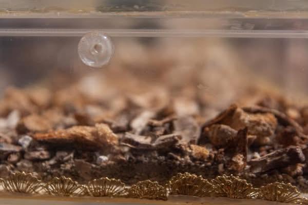 ASSISI – Ostensione di San Francesco, al via oggi l’accesso dei fedeli: migliaia di pellegrini attesi