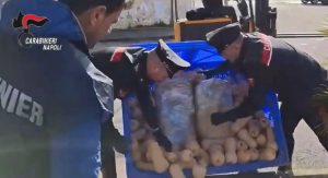 NAPOLI – Hashish tra le zucche: maxi sequestro sull’A1, quasi 400 chili di droga intercettati dai carabinieri