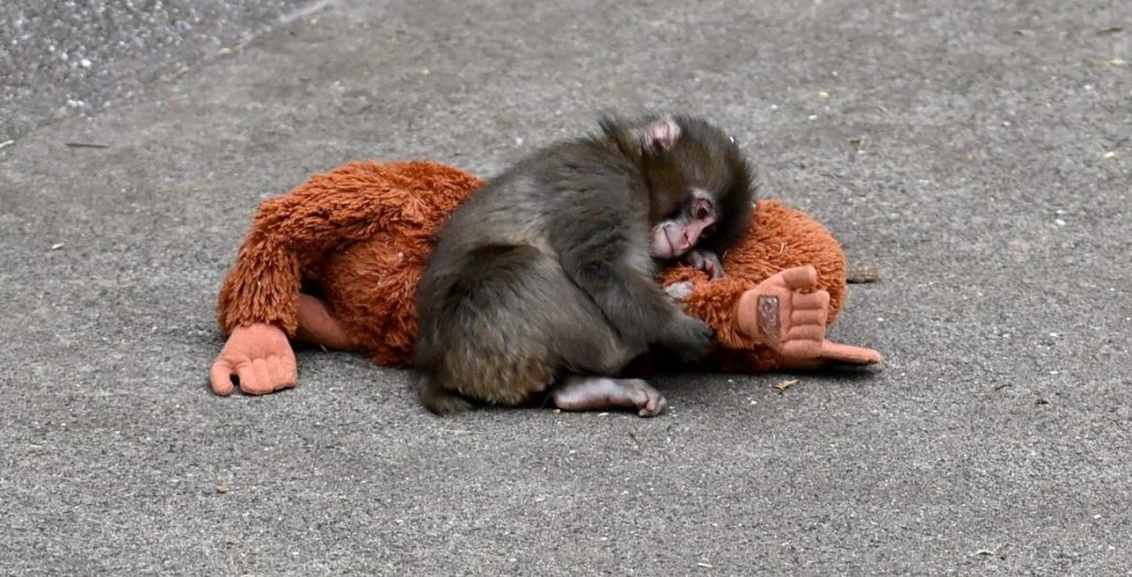 La storia di Punch, il piccolo macaco che ha trovato amore dove sembrava non esserci.(foto) La storia di Punch, il piccolo macaco che ha trovato amore dove sembrava non esserci.(foto)