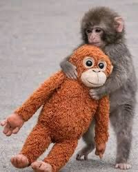 La storia di Punch, il piccolo macaco che ha trovato amore dove sembrava non esserci.(foto) La storia di Punch, il piccolo macaco che ha trovato amore dove sembrava non esserci.(foto)