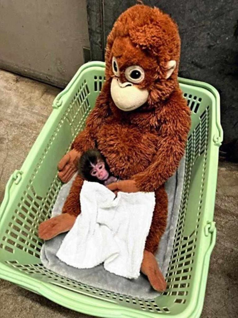 La storia di Punch, il piccolo macaco che ha trovato amore dove sembrava non esserci.(foto) La storia di Punch, il piccolo macaco che ha trovato amore dove sembrava non esserci.(foto)