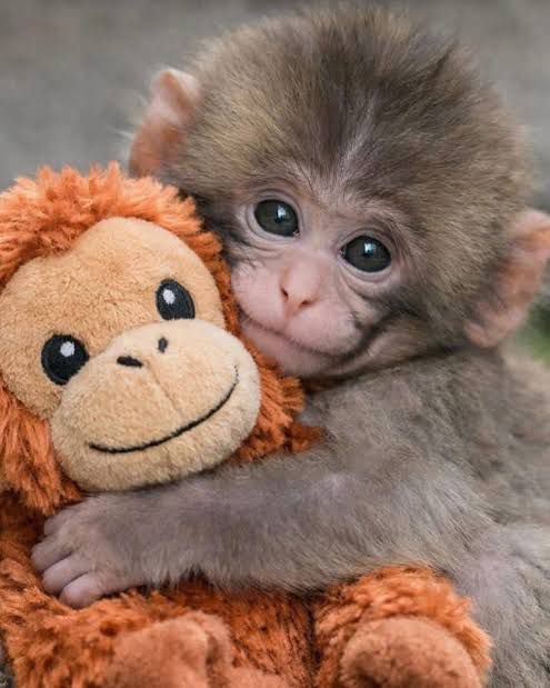 La storia di Punch, il piccolo macaco che ha trovato amore dove sembrava non esserci.(foto) La storia di Punch, il piccolo macaco che ha trovato amore dove sembrava non esserci.(foto)