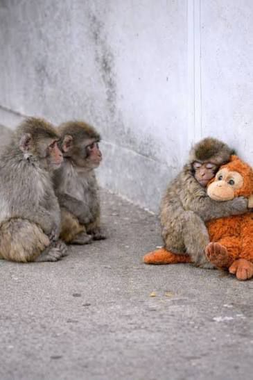 La storia di Punch, il piccolo macaco che ha trovato amore dove sembrava non esserci.(foto) La storia di Punch, il piccolo macaco che ha trovato amore dove sembrava non esserci.(foto)