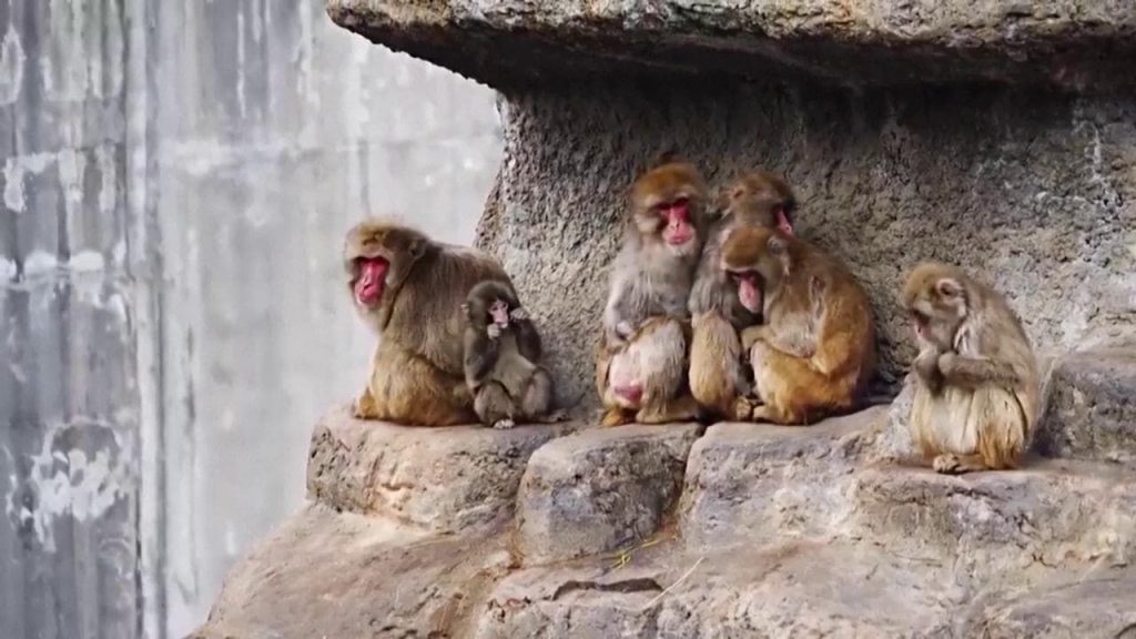 La storia di Punch, il piccolo macaco che ha trovato amore dove sembrava non esserci.(foto) La storia di Punch, il piccolo macaco che ha trovato amore dove sembrava non esserci.(foto)