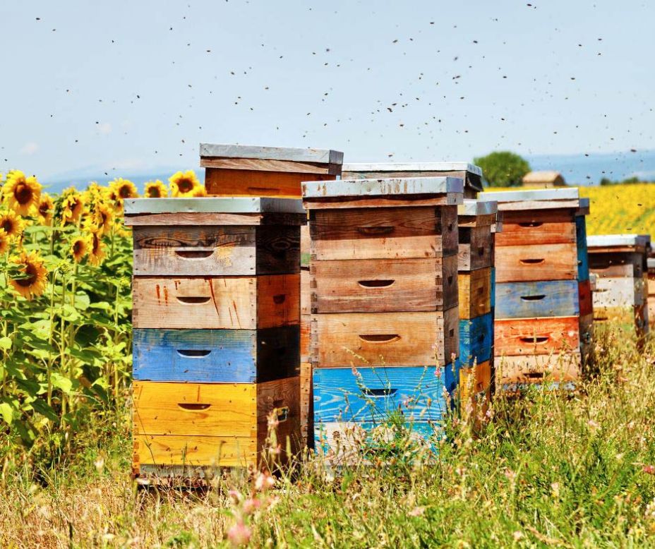 Vacanze 2026, è caccia ad api e alveari. Così in Italia esplode l’apiturismo