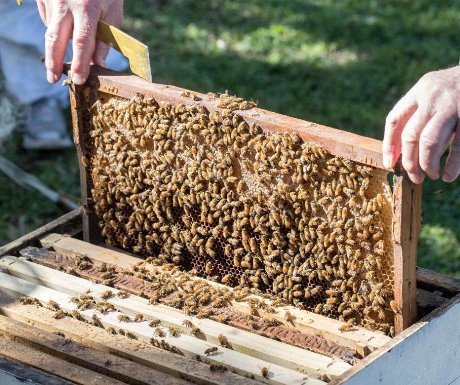 Vacanze 2026, è caccia ad api e alveari. Così in Italia esplode l’apiturismo