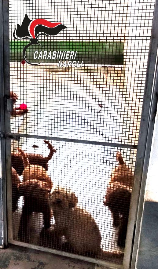 VILLARICCA: canile lager e...social. 26 barboncini toy sequestrati sul solaio di un palazzo. Titolare denunciato dai Carabinieri