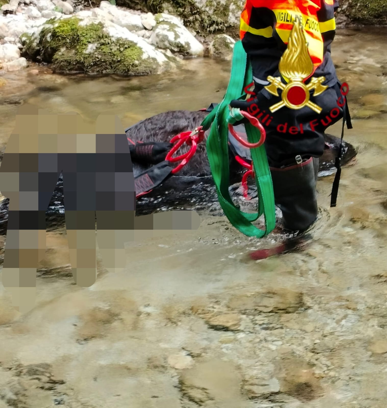 Montella, mucca incinta trovata morta lungo il fiume: intervento dei Vigili del Fuoco per il recupero Montella, mucca incinta trovata morta lungo il fiume: intervento dei Vigili del Fuoco per il recupero