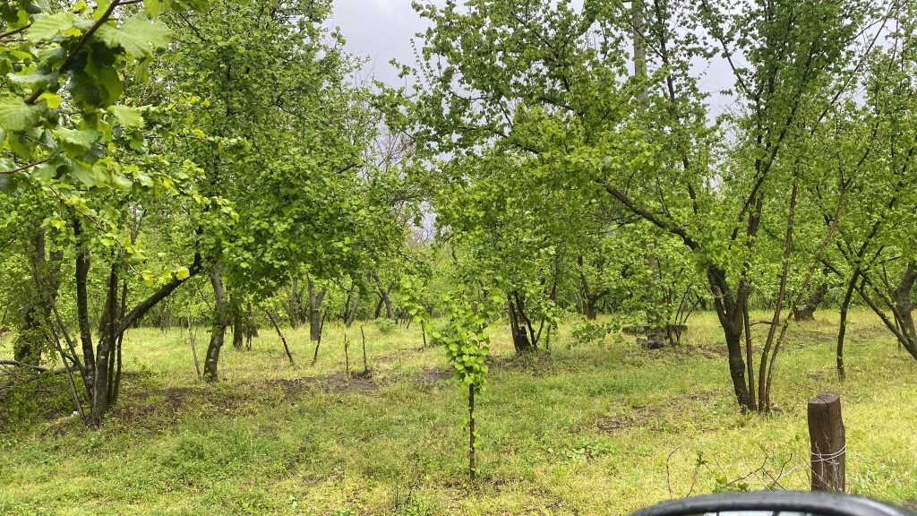 Maltempo nel Baianese, agricoltura in ginocchio: chiesto lo stato di calamità