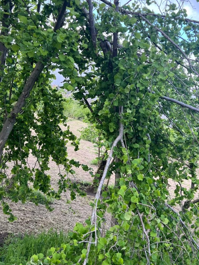 Maltempo nel Baianese, agricoltura in ginocchio: chiesto lo stato di calamità