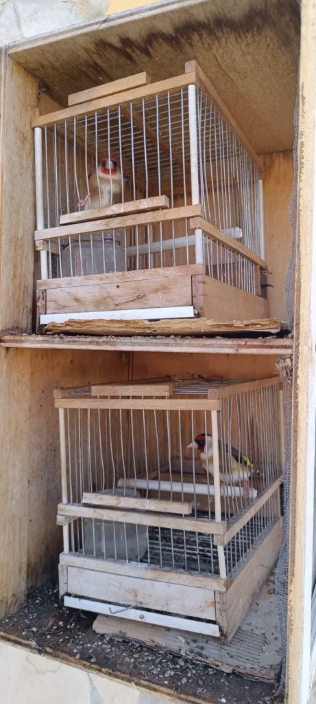 Napoli, cardellini tenuti in gabbia per il mercato nero: scoperto allevamento illegale a Secondigliano