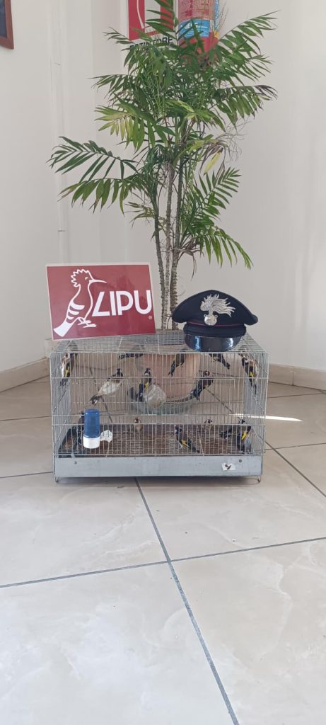 Napoli, cardellini tenuti in gabbia per il mercato nero: scoperto allevamento illegale a Secondigliano Napoli, cardellini tenuti in gabbia per il mercato nero: scoperto allevamento illegale a Secondigliano