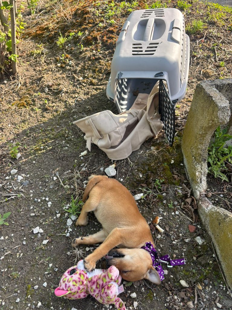 Cucciolo morto abbandonato tra i rifiuti: shock a San Paolo Bel Sito