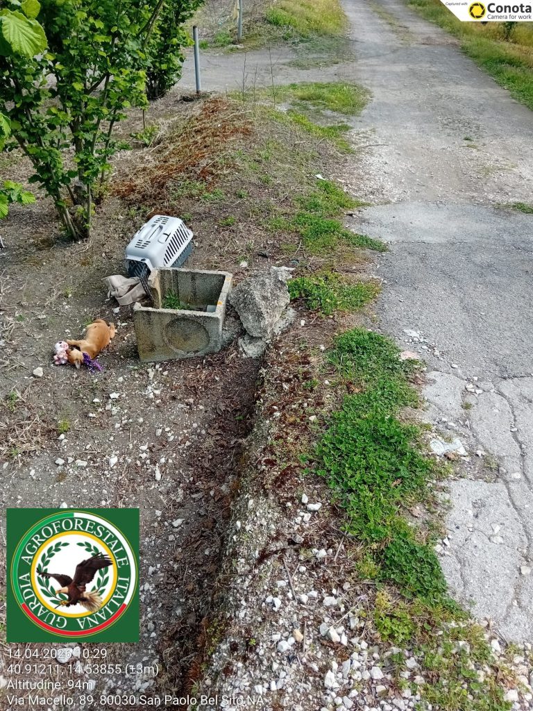 Cucciolo morto abbandonato tra i rifiuti: shock a San Paolo Bel Sito