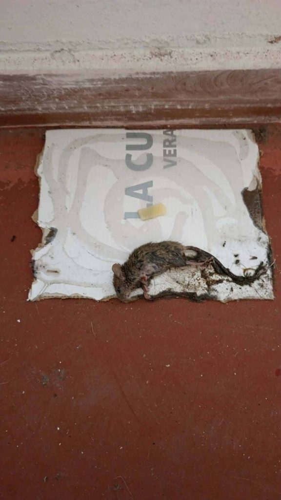 Nola, allarme topi nel rione Gescal: residenti chiedono interventi urgenti