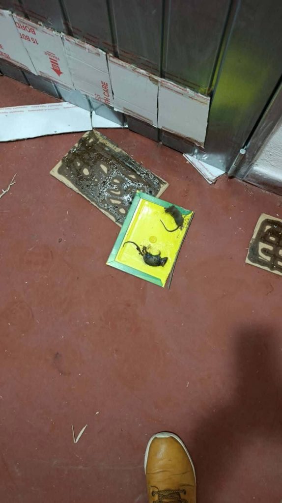 Nola, allarme topi nel rione Gescal: residenti chiedono interventi urgenti