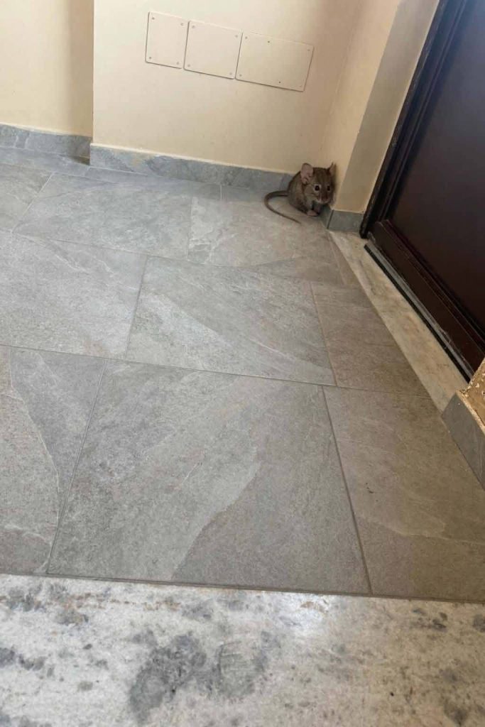 Nola, allarme topi nel rione Gescal: residenti chiedono interventi urgenti