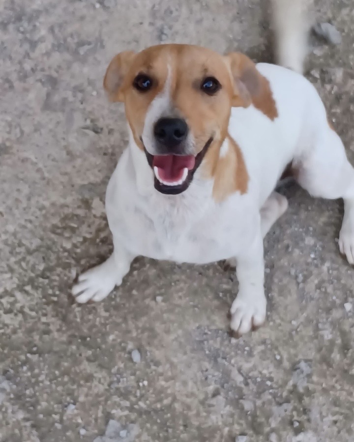 Mugnano del Cardinale, scomparsa la cagnolina Luna: appello dei proprietari Mugnano del Cardinale, scomparsa la cagnolina Luna: appello dei proprietari