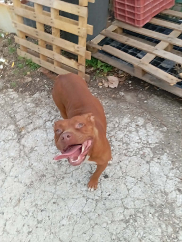 Tra Baiano e Avella, sopralluogo delle Guardie Ecozoofile ANGE dopo una segnalazione per un cane rinchiuso in un magazzino Tra Baiano e Avella, sopralluogo delle Guardie Ecozoofile ANGE dopo una segnalazione per un cane rinchiuso in un magazzino