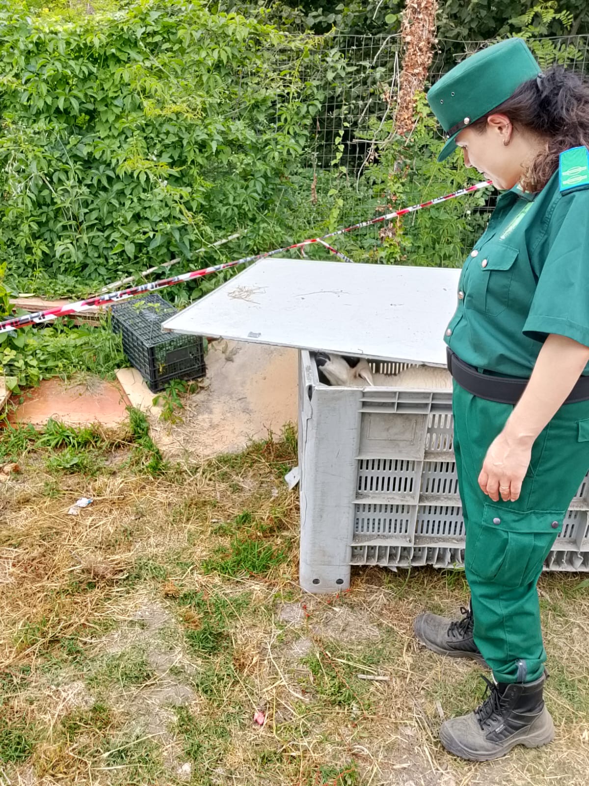 Lauro, scoperti rifiuti speciali e animali in condizioni critiche: intervento di Guardia Agroforestale, Carabinieri e ASL Lauro, scoperti rifiuti speciali e animali in condizioni critiche: intervento di Guardia Agroforestale, Carabinieri e ASL