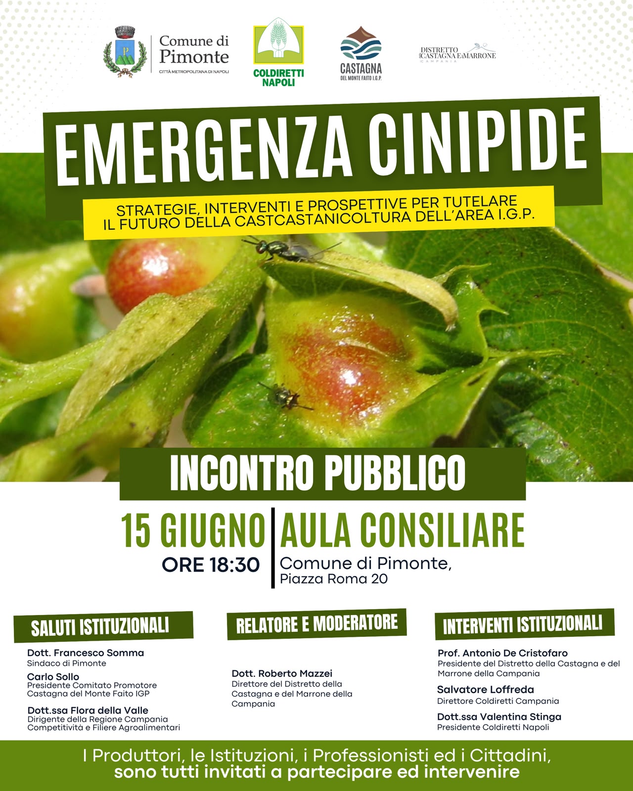 EMERGENZA CINIPIDE: QUALE FUTURO PER LA CASTANICOLTURA DEI MONTI LATTARI? EMERGENZA CINIPIDE: QUALE FUTURO PER LA CASTANICOLTURA DEI MONTI LATTARI?