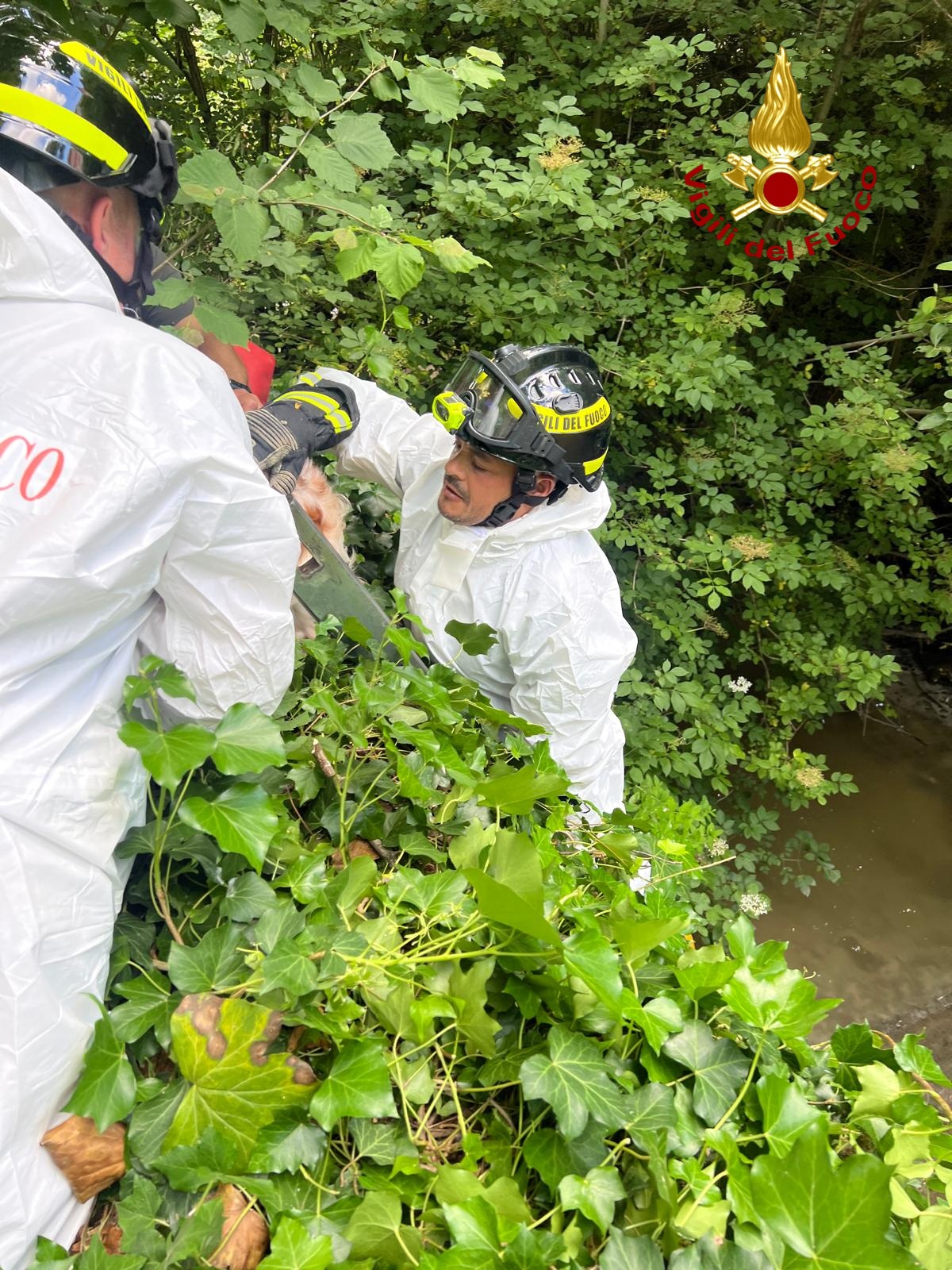 Avellino, cane cade nel Torrente San Francesco: salvato dai Vigili del Fuoco Avellino, cane cade nel Torrente San Francesco: salvato dai Vigili del Fuoco