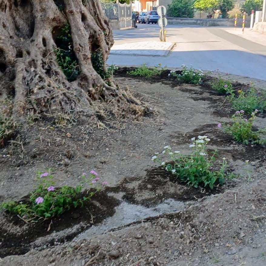 Avella si rifà il look: fiori, colori e manutenzione per valorizzare il territorio Avella si rifà il look: fiori, colori e manutenzione per valorizzare il territorio