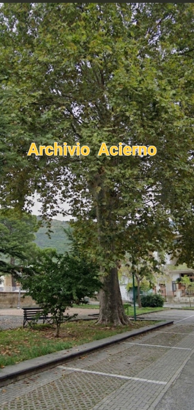 I Giganti del Principe: Storia, Memoria e Tutela degli Alberi Secolari del Parco di Palazzo Caravita a Sirignano I Giganti del Principe: Storia, Memoria e Tutela degli Alberi Secolari del Parco di Palazzo Caravita a Sirignano