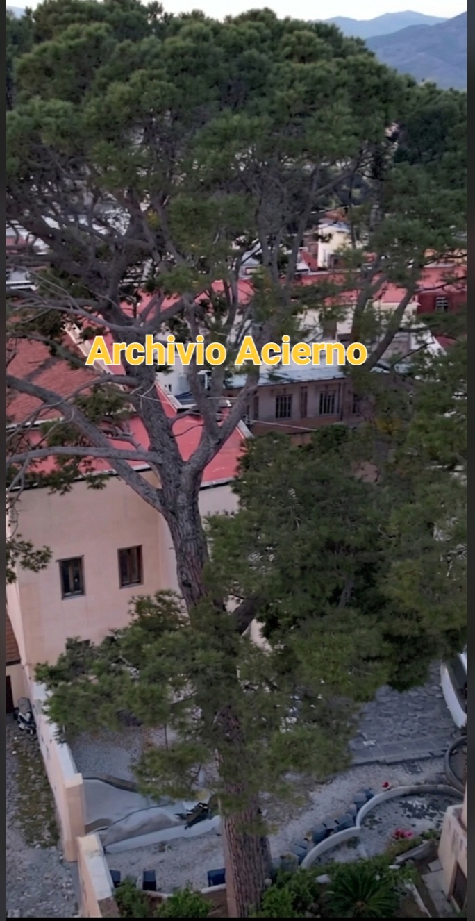 I Giganti del Principe: Storia, Memoria e Tutela degli Alberi Secolari del Parco di Palazzo Caravita a Sirignano I Giganti del Principe: Storia, Memoria e Tutela degli Alberi Secolari del Parco di Palazzo Caravita a Sirignano