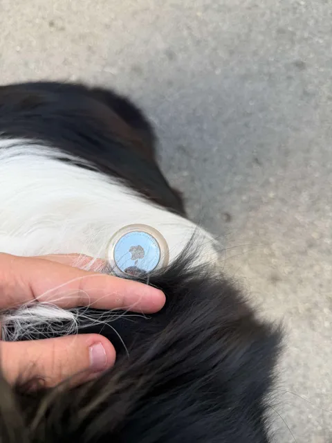AVELLA. Possibile cane smarrito in località Fusaro: si cercano i proprietari AVELLA. Possibile cane smarrito in località Fusaro: si cercano i proprietari