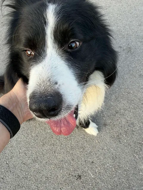 AVELLA. Possibile cane smarrito in località Fusaro: si cercano i proprietari AVELLA. Possibile cane smarrito in località Fusaro: si cercano i proprietari
