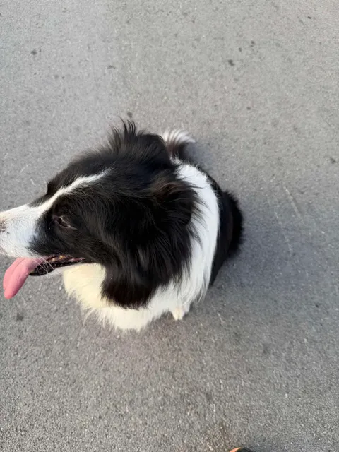 AVELLA. Possibile cane smarrito in località Fusaro: si cercano i proprietari AVELLA. Possibile cane smarrito in località Fusaro: si cercano i proprietari