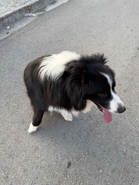AVELLA. Possibile cane smarrito in località Fusaro: si cercano i proprietari AVELLA. Possibile cane smarrito in località Fusaro: si cercano i proprietari