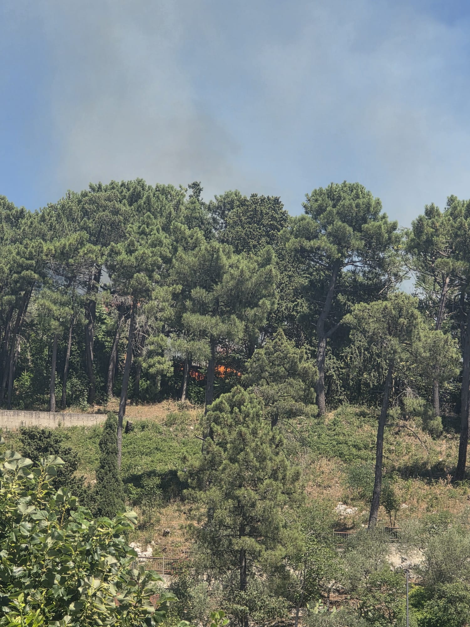 Quadrelle, vasto incendio in località Chiaio: fiamme minacciano la pineta, attesi i Vigili del Fuoco Quadrelle, vasto incendio in località Chiaio: fiamme minacciano la pineta, attesi i Vigili del Fuoco
