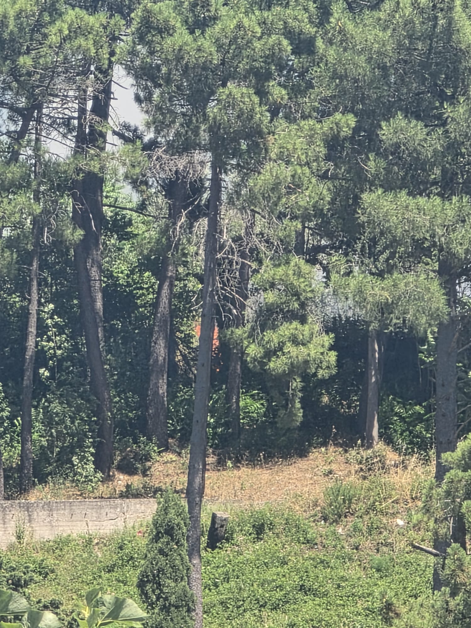 Quadrelle, vasto incendio in località Chiaio: fiamme minacciano la pineta, attesi i Vigili del Fuoco Quadrelle, vasto incendio in località Chiaio: fiamme minacciano la pineta, attesi i Vigili del Fuoco