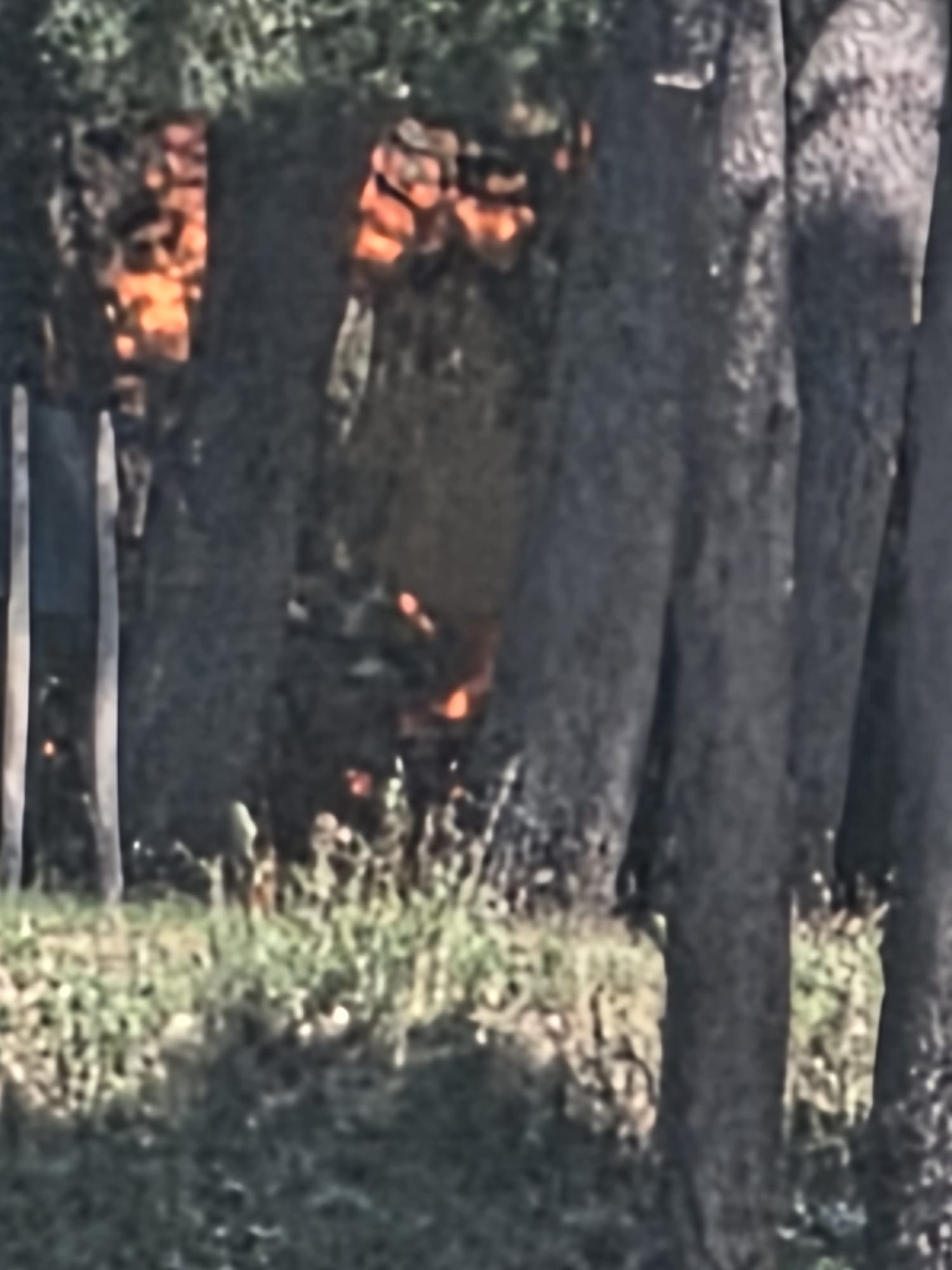 Quadrelle, vasto incendio in località Chiaio: fiamme minacciano la pineta, attesi i Vigili del Fuoco Quadrelle, vasto incendio in località Chiaio: fiamme minacciano la pineta, attesi i Vigili del Fuoco