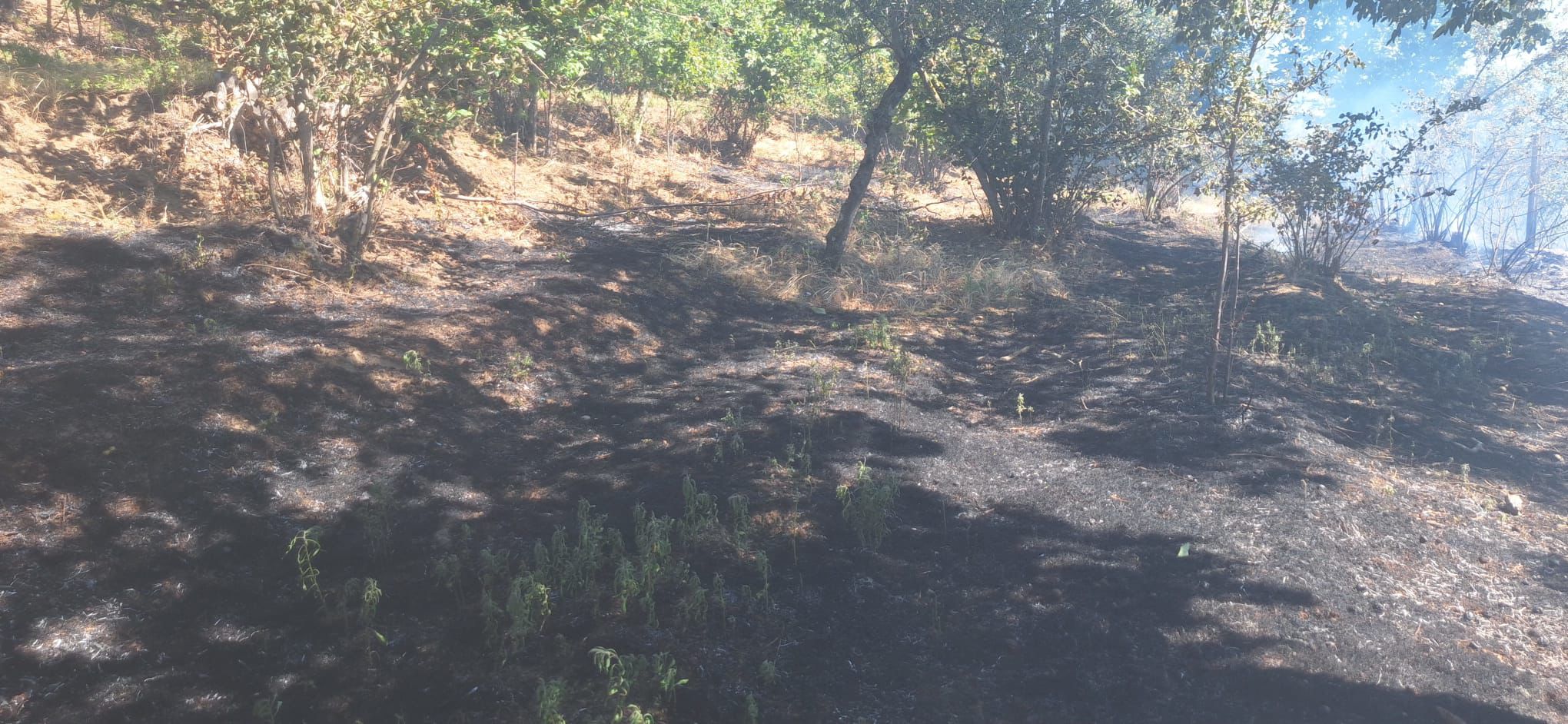 Quadrelle, incendio nella Pineta di Gesù e Maria: decisivo l’intervento della Comunità Montana Vallo Lauro Partenio – squadra A.I.B. di Avella Quadrelle, incendio nella Pineta di Gesù e Maria: decisivo l’intervento della Comunità Montana Vallo Lauro Partenio – squadra A.I.B. di Avella