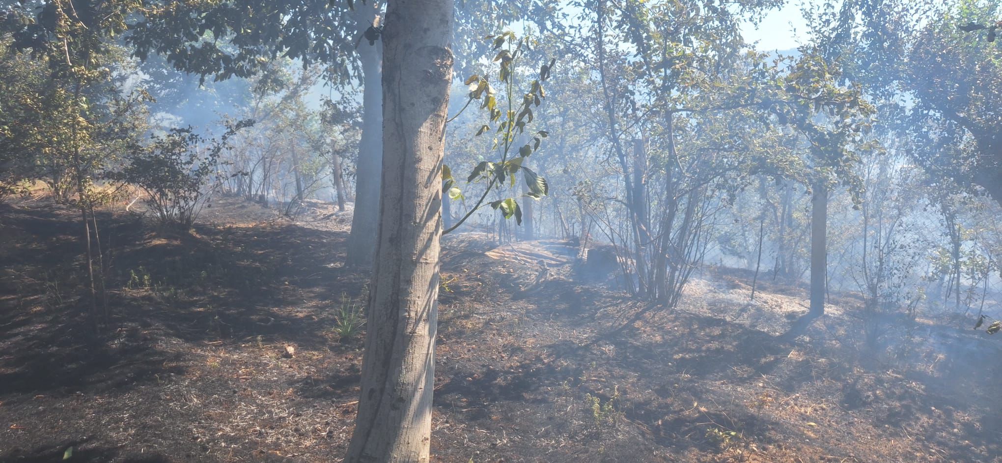 Quadrelle, incendio nella Pineta di Gesù e Maria: decisivo l’intervento della Comunità Montana Vallo Lauro Partenio – squadra A.I.B. di Avella Quadrelle, incendio nella Pineta di Gesù e Maria: decisivo l’intervento della Comunità Montana Vallo Lauro Partenio – squadra A.I.B. di Avella
