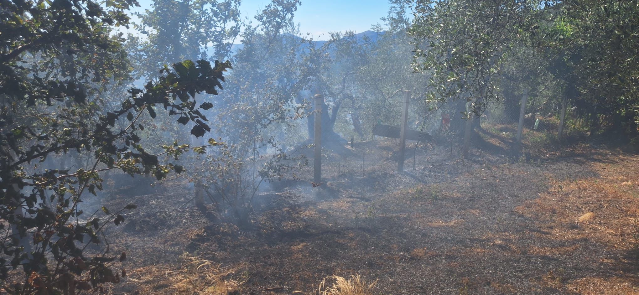 Quadrelle, incendio nella Pineta di Gesù e Maria: decisivo l’intervento della Comunità Montana Vallo Lauro Partenio – squadra A.I.B. di Avella Quadrelle, incendio nella Pineta di Gesù e Maria: decisivo l’intervento della Comunità Montana Vallo Lauro Partenio – squadra A.I.B. di Avella