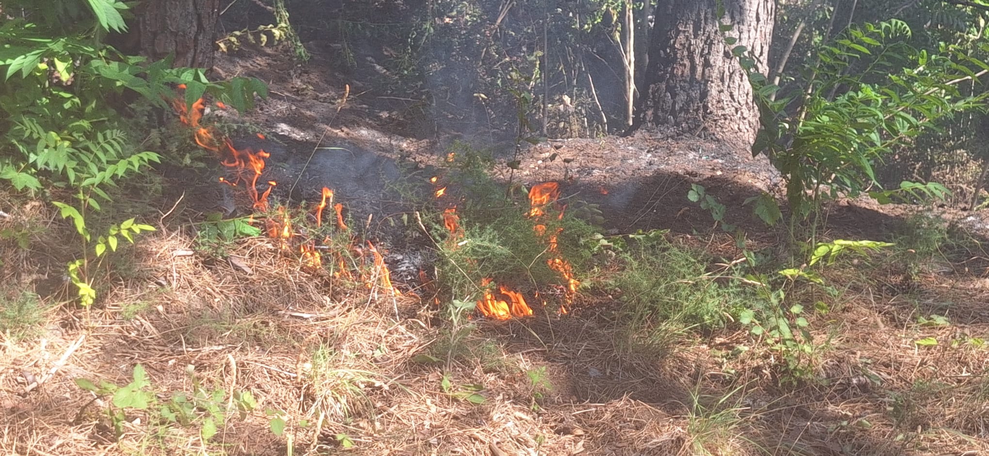Quadrelle, incendio nella Pineta di Gesù e Maria. Non tarda ad arrivare il ringraziamento del sindaco Carmine Isola: “Intervento tempestivo, evitato il peggio” Quadrelle, incendio nella Pineta di Gesù e Maria. Non tarda ad arrivare il ringraziamento del sindaco Carmine Isola: “Intervento tempestivo, evitato il peggio”