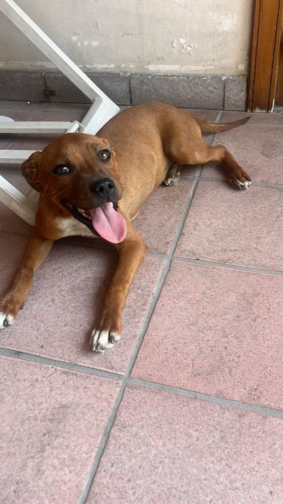 MUGNANO. Billy è scomparso: lappello dei proprietari per ritrovare il cucciolo