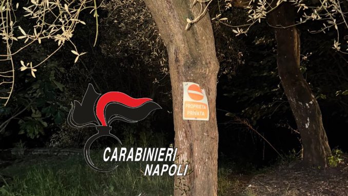 albero sorrento 2