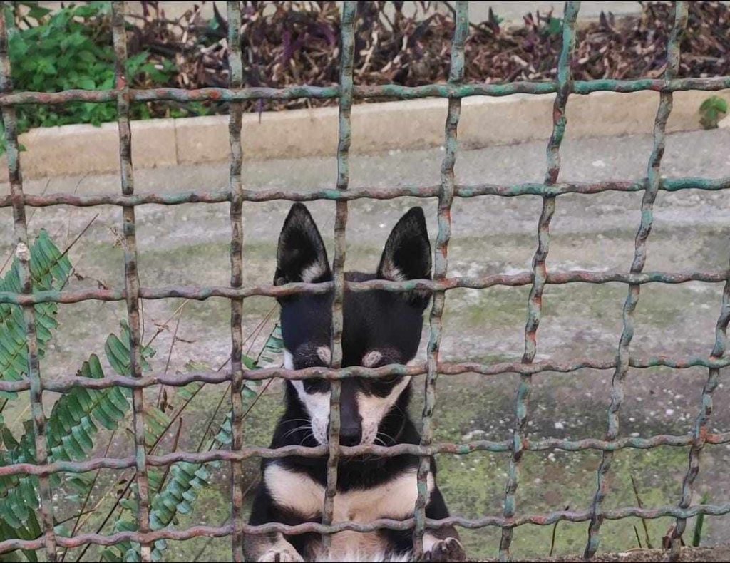 Baiano, smarrito un Chihuahua: l’appello per ritrovarlo