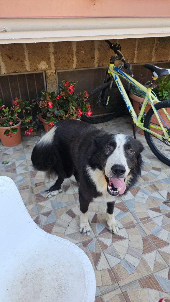 Mugnano del Cardinale, si cerca Giunone: l’appello dei proprietari per ritrovare la cagnolona Mugnano del Cardinale, si cerca Giunone: l’appello dei proprietari per ritrovare la cagnolona