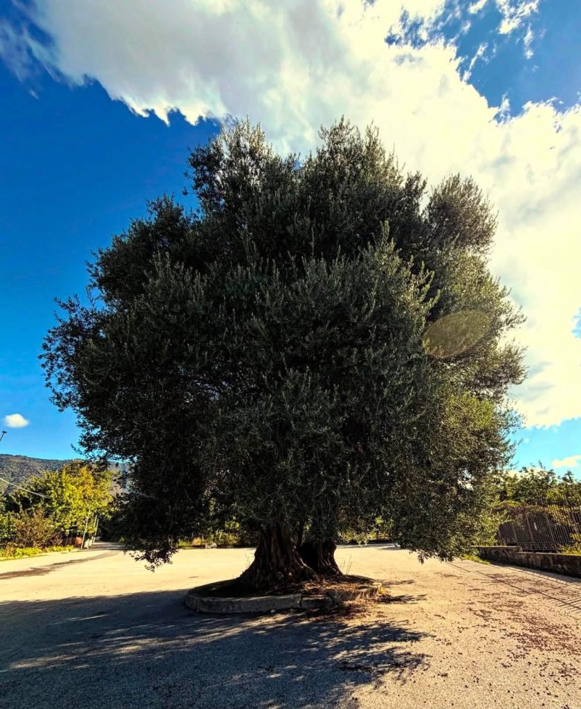 Dalle Basiliche di Cimitile al Santuario di Mugnano: 23 chilometri sulle strade di Santa Filomena.(Foto)