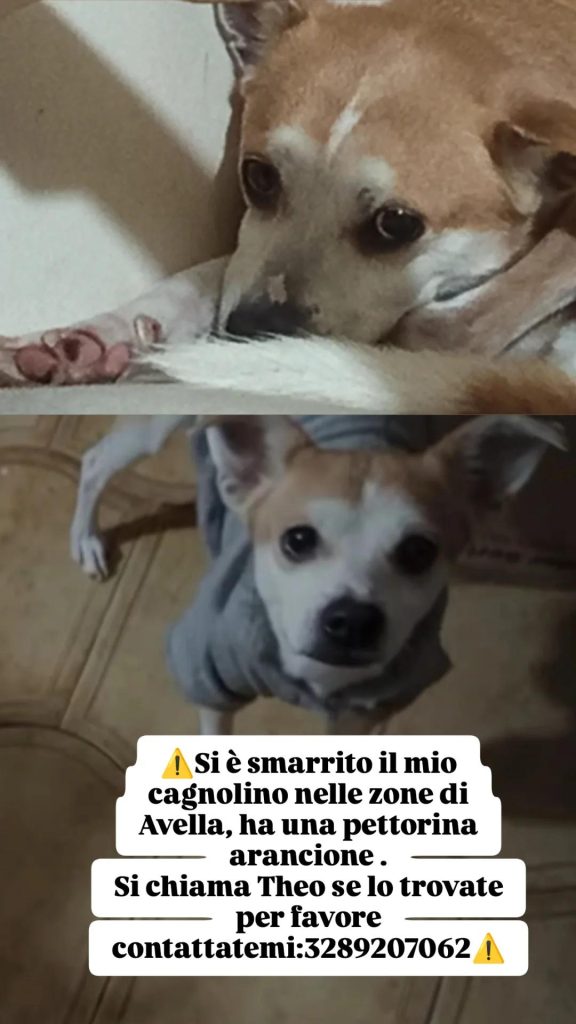 Avella, smarrito il piccolo Theo: appello per ritrovarlo Avella, smarrito il piccolo Theo: appello per ritrovarlo