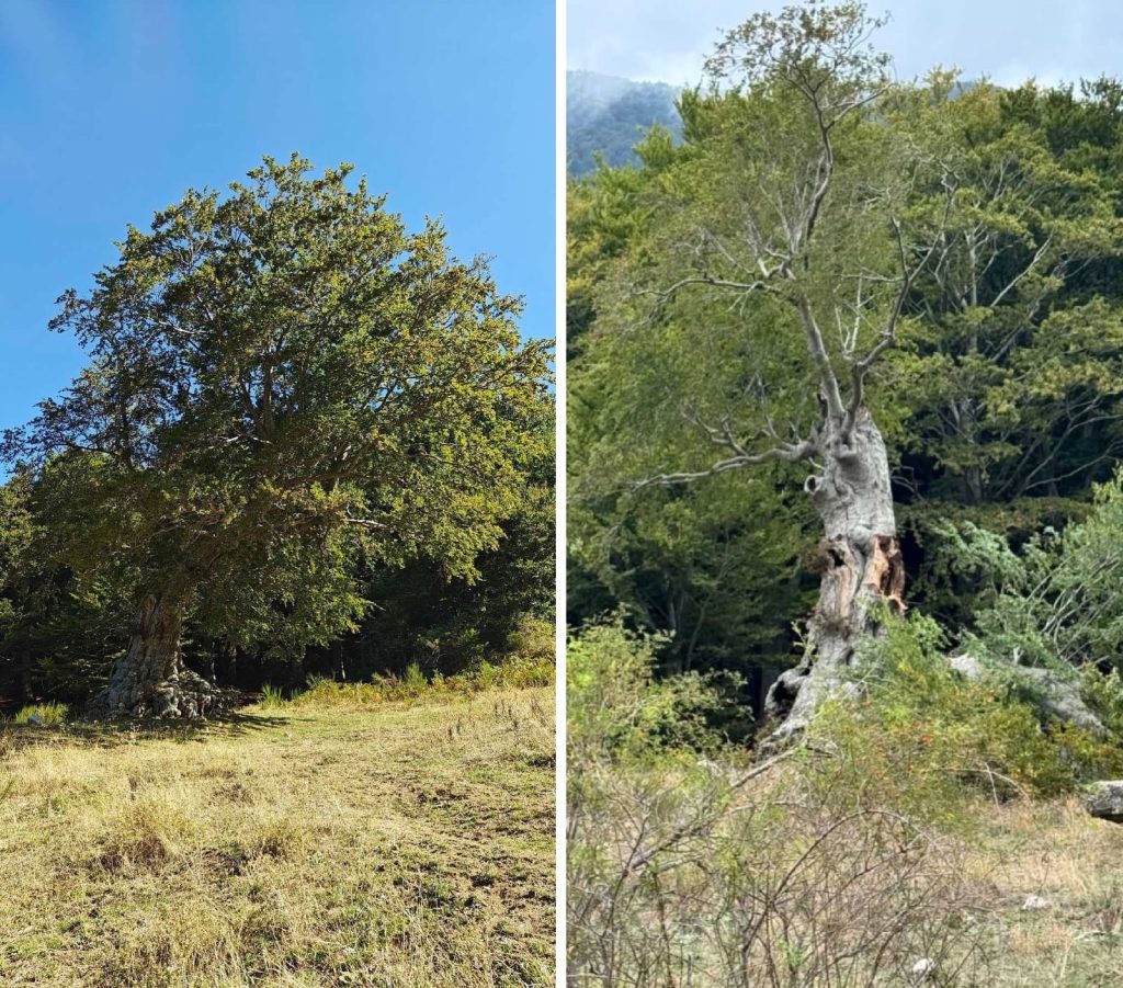 Il faggio secolare del Partenio sta morendo: salviamo un simbolo della nostra montagna