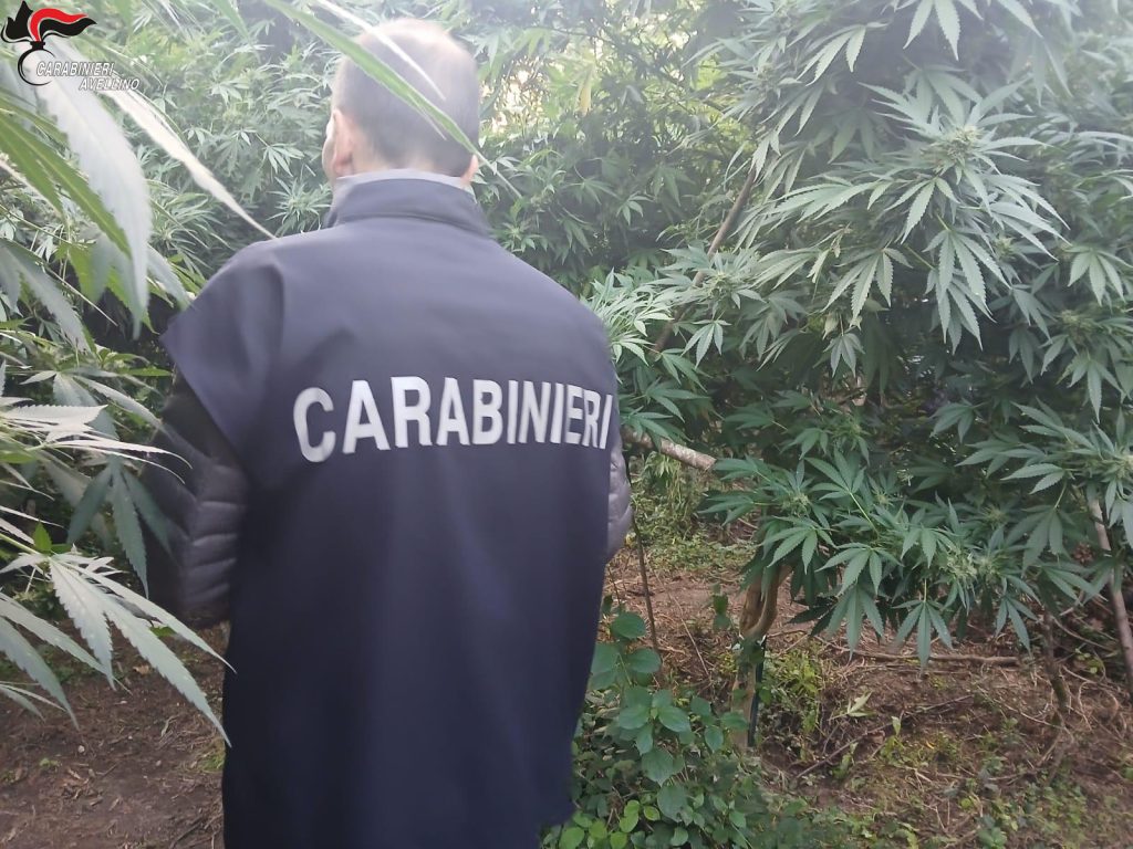 San Mango sul Calore, scoperta una piantagione di marijuana: due uomini coinvolti nell’operazione “Silva Densa” San Mango sul Calore, scoperta una piantagione di marijuana: due uomini coinvolti nell’operazione “Silva Densa”
